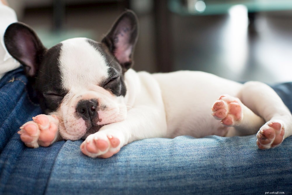 French Bulldog: A Loyal, Playful Companion for Families and Singles