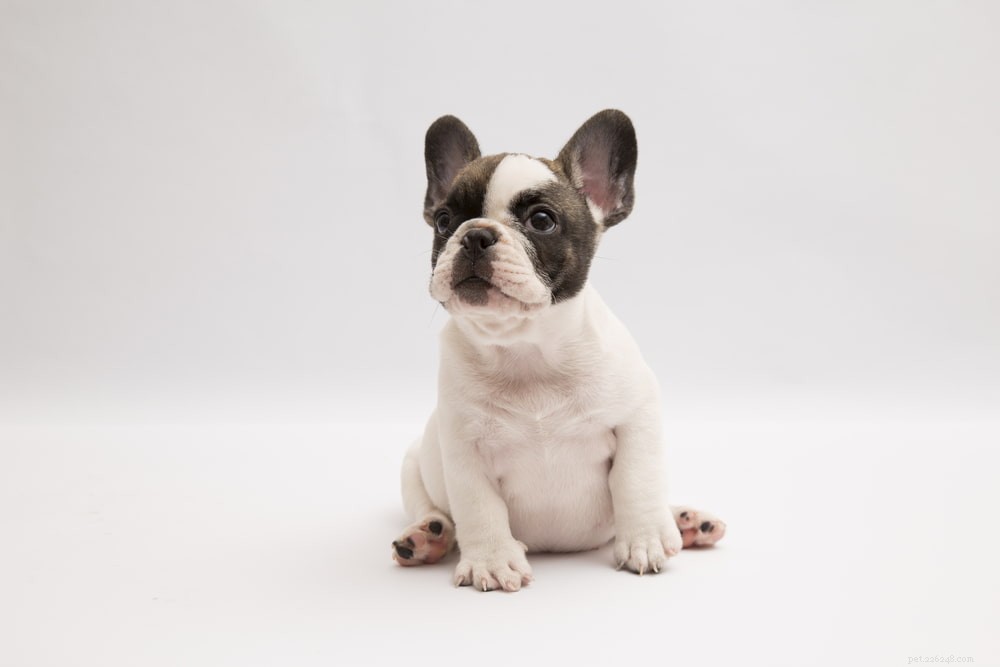 French Bulldog: A Loyal, Playful Companion for Families and Singles