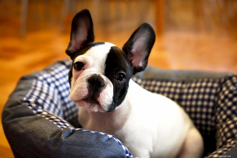 French Bulldog: A Loyal, Playful Companion for Families and Singles