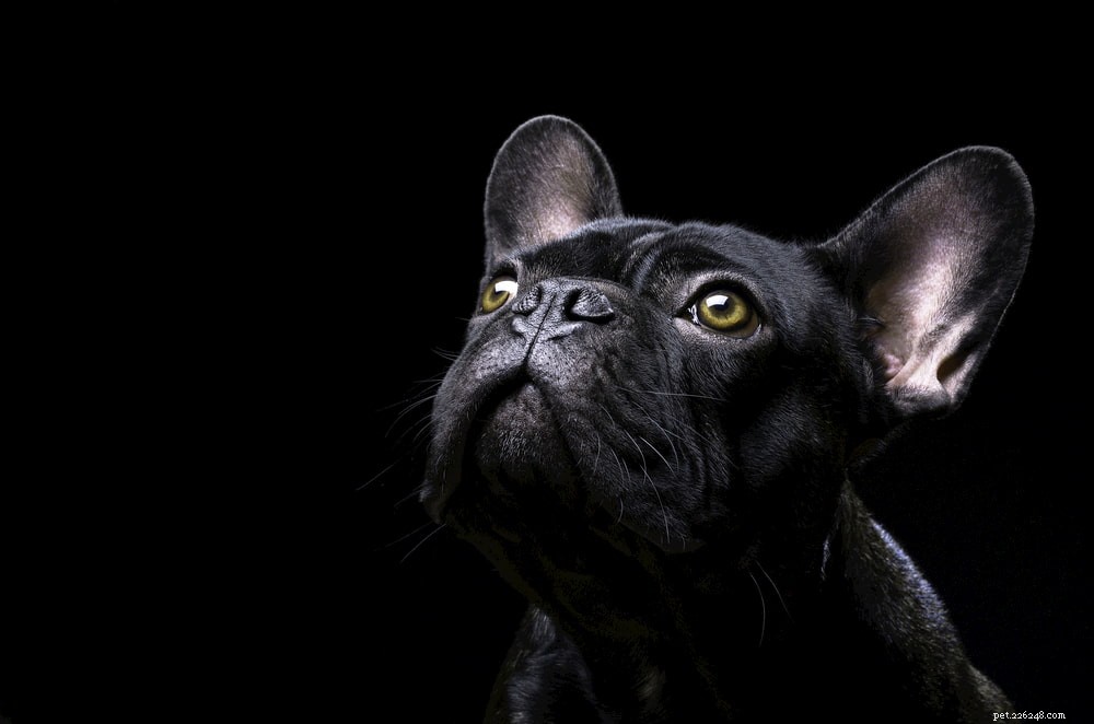 French Bulldog: A Loyal, Playful Companion for Families and Singles
