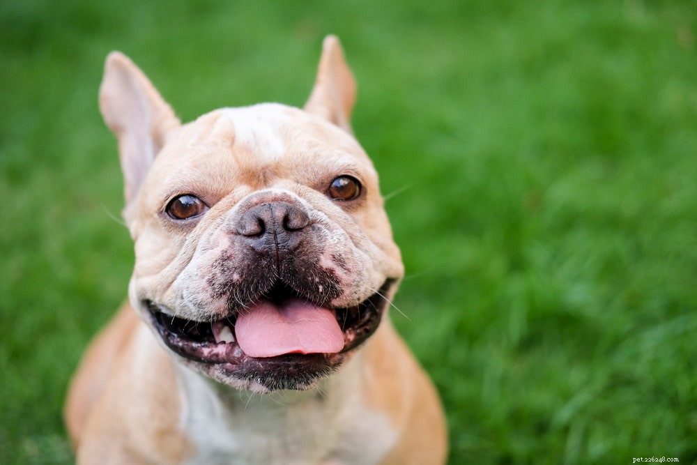 French Bulldog: A Loyal, Playful Companion for Families and Singles