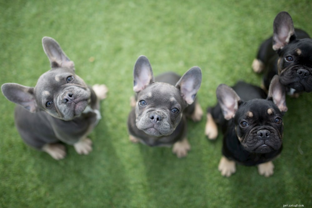 French Bulldog: A Loyal, Playful Companion for Families and Singles