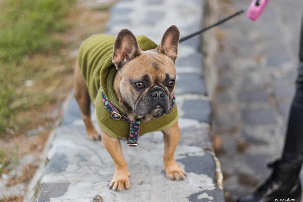 French Bulldog: A Loyal, Playful Companion for Families and Singles