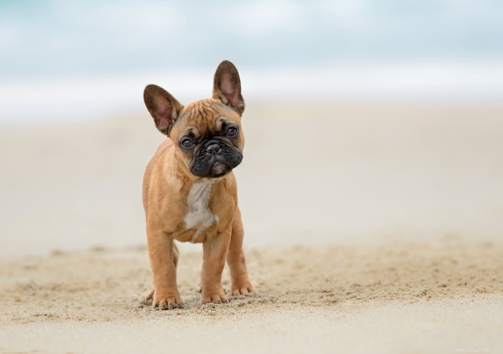 French Bulldog: A Loyal, Playful Companion for Families and Singles