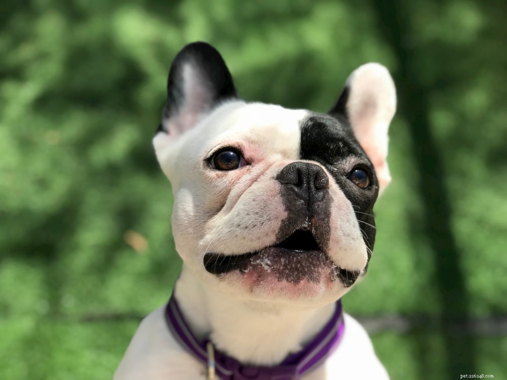 French Bulldog: A Loyal, Playful Companion for Families and Singles