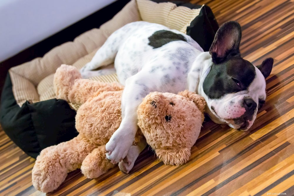 French Bulldog: A Loyal, Playful Companion for Families and Singles