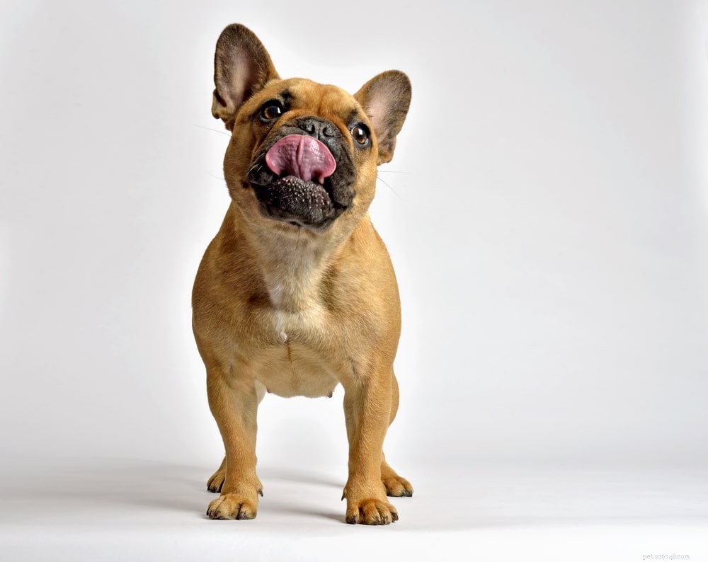 French Bulldog: A Loyal, Playful Companion for Families and Singles