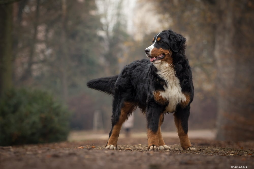 Discover the Majestic Bernese Mountain Dog: A Loyal Family Companion