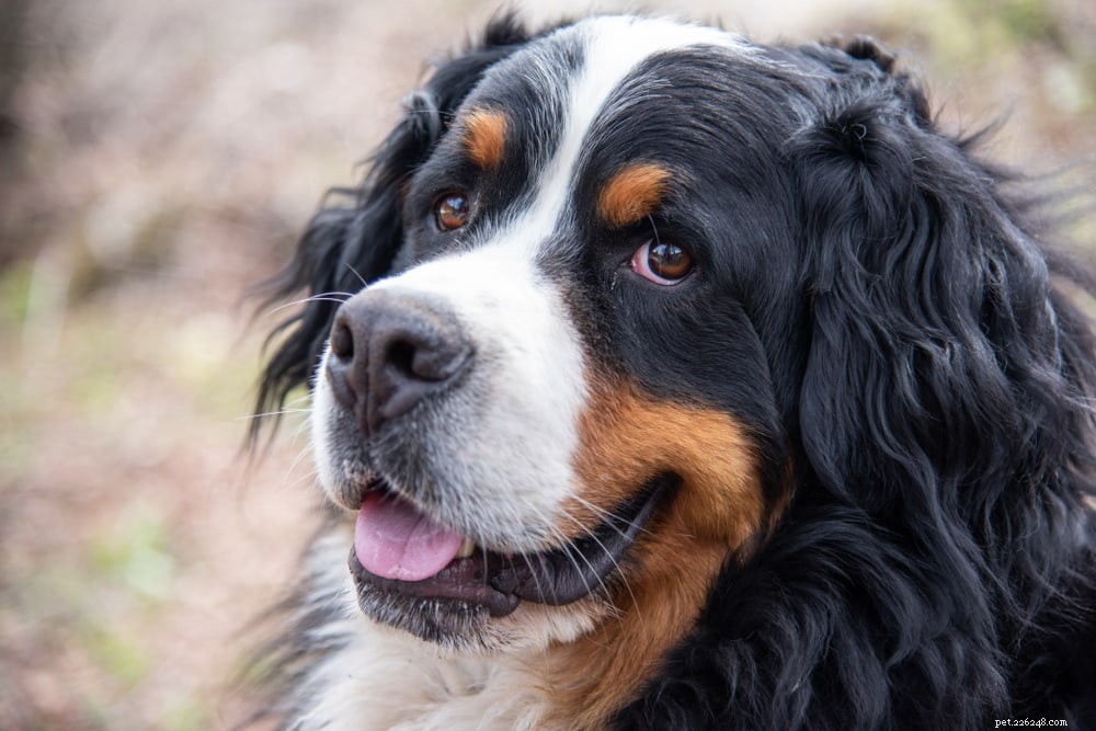 Discover the Majestic Bernese Mountain Dog: A Loyal Family Companion