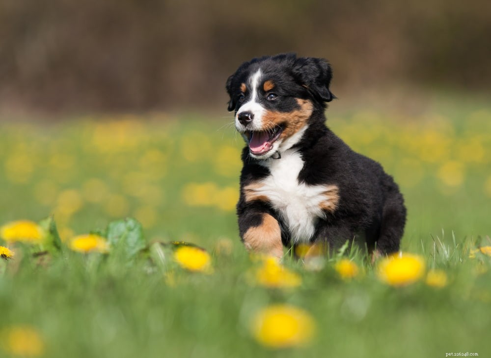 Discover the Majestic Bernese Mountain Dog: A Loyal Family Companion