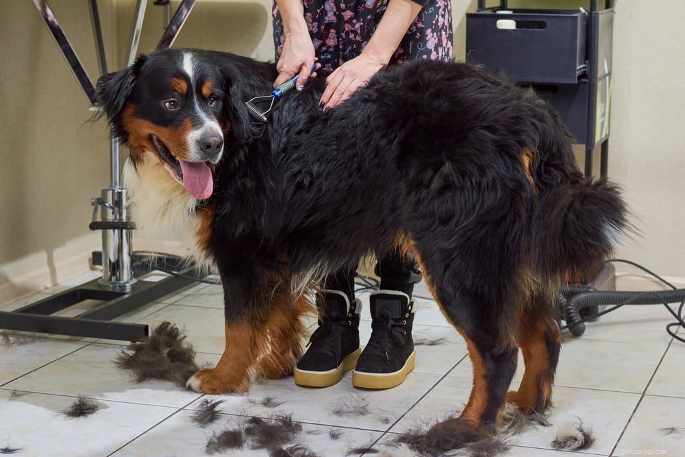 Discover the Majestic Bernese Mountain Dog: A Loyal Family Companion