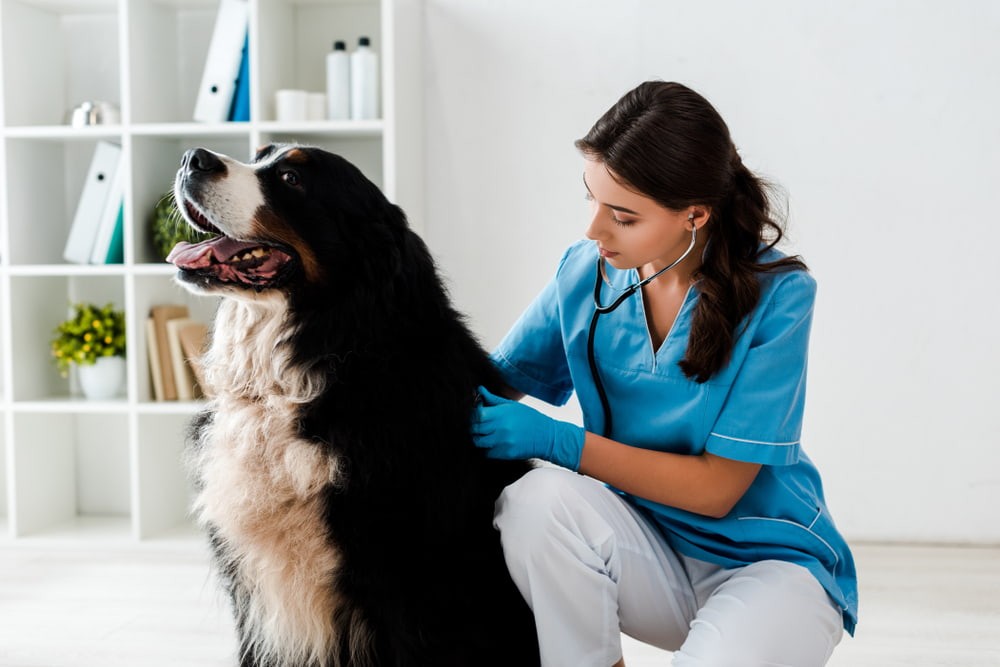 Discover the Majestic Bernese Mountain Dog: A Loyal Family Companion