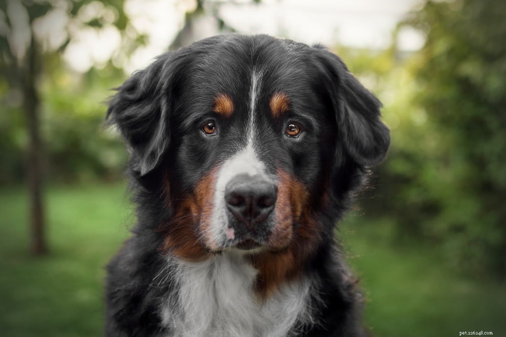 Discover the Majestic Bernese Mountain Dog: A Loyal Family Companion