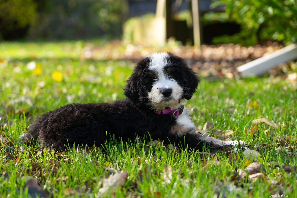 Discover the Majestic Bernese Mountain Dog: A Loyal Family Companion