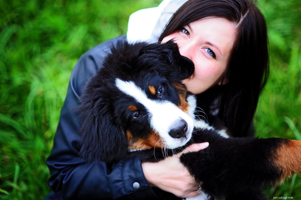Discover the Majestic Bernese Mountain Dog: A Loyal Family Companion