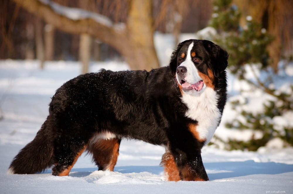 Discover the Majestic Bernese Mountain Dog: A Loyal Family Companion