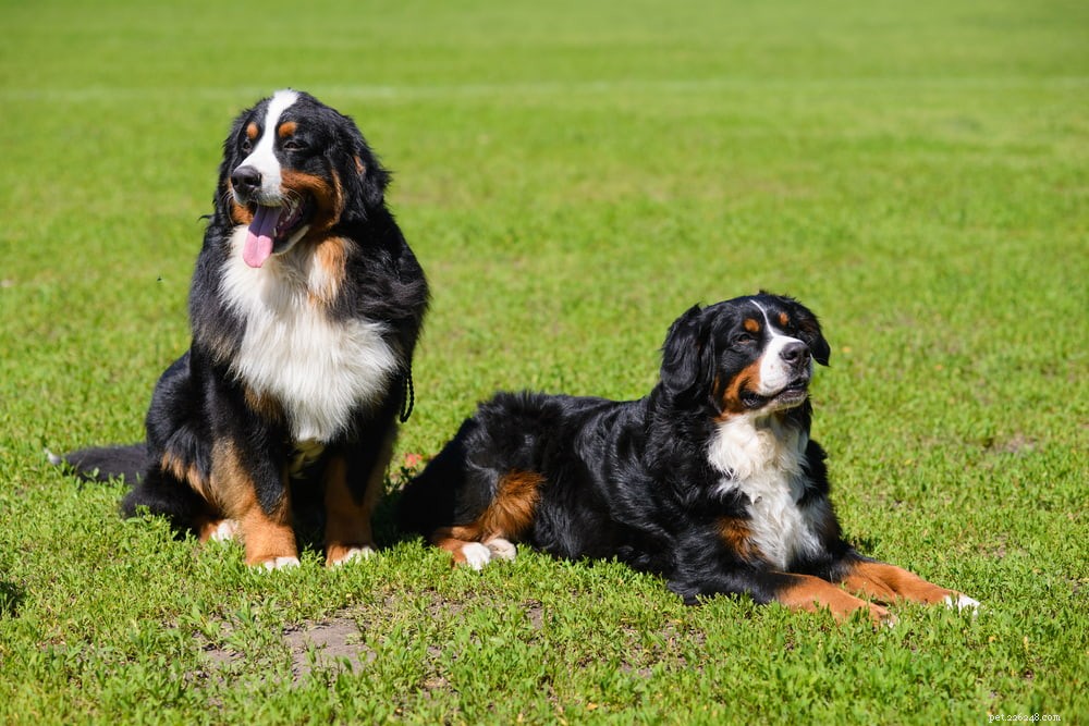 Discover the Majestic Bernese Mountain Dog: A Loyal Family Companion