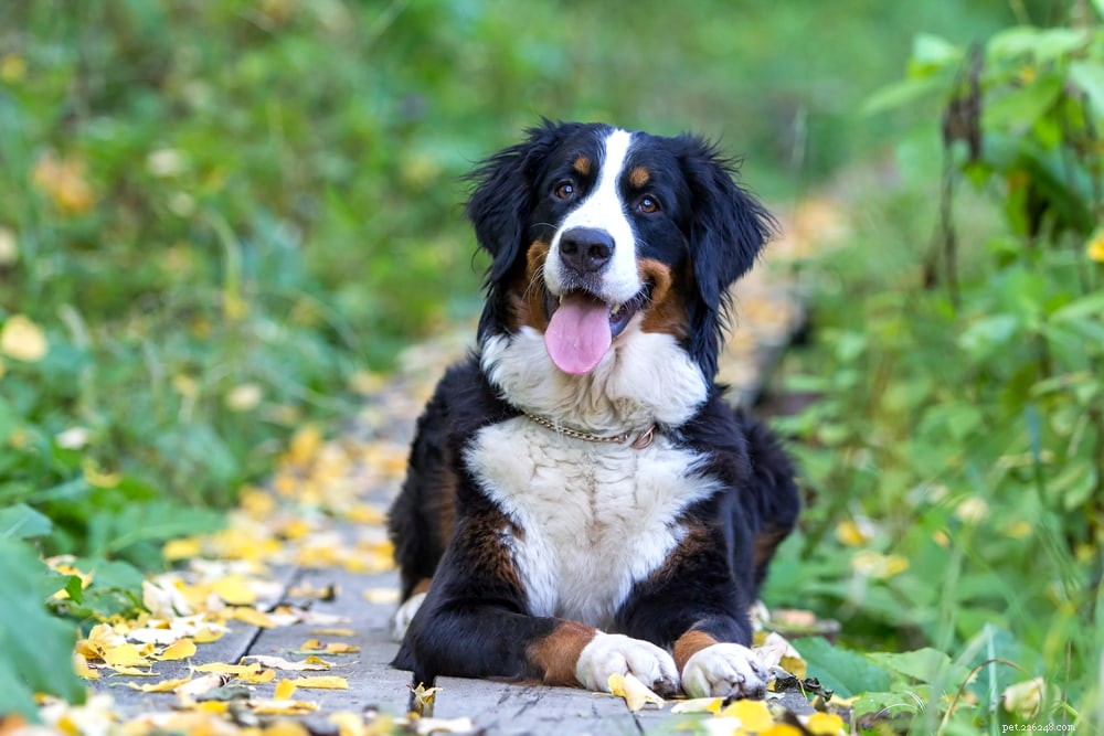 Discover the Majestic Bernese Mountain Dog: A Loyal Family Companion