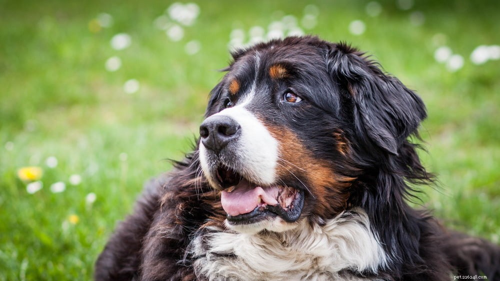 Discover the Majestic Bernese Mountain Dog: A Loyal Family Companion