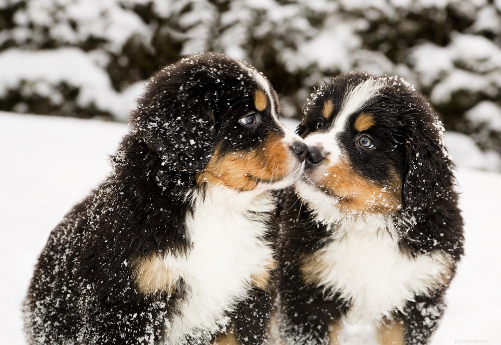 Discover the Majestic Bernese Mountain Dog: A Loyal Family Companion
