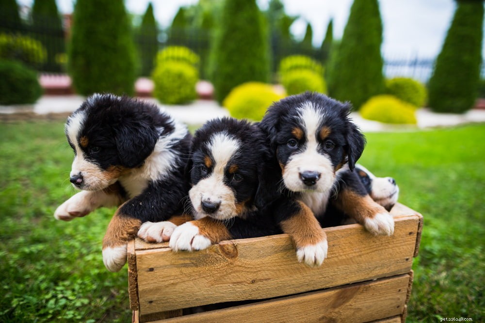 Discover the Majestic Bernese Mountain Dog: A Loyal Family Companion