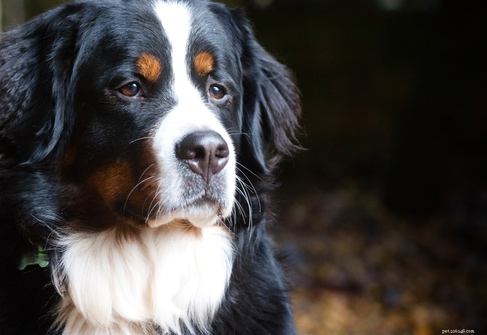 Discover the Majestic Bernese Mountain Dog: A Loyal Family Companion