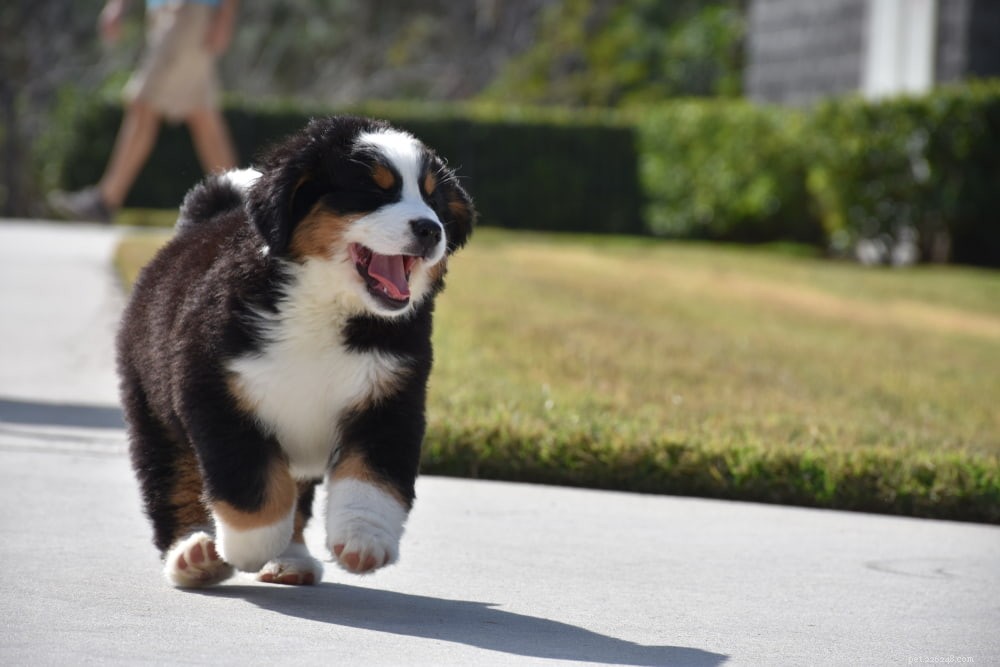 Discover the Majestic Bernese Mountain Dog: A Loyal Family Companion