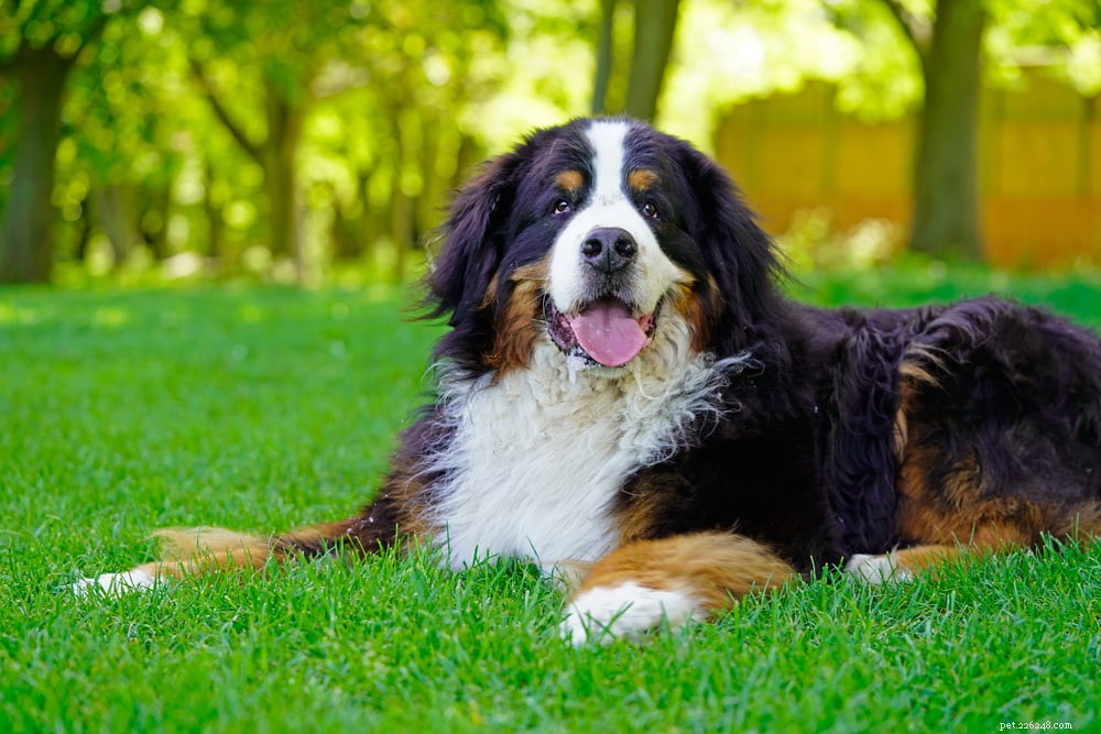 Discover the Majestic Bernese Mountain Dog: A Loyal Family Companion