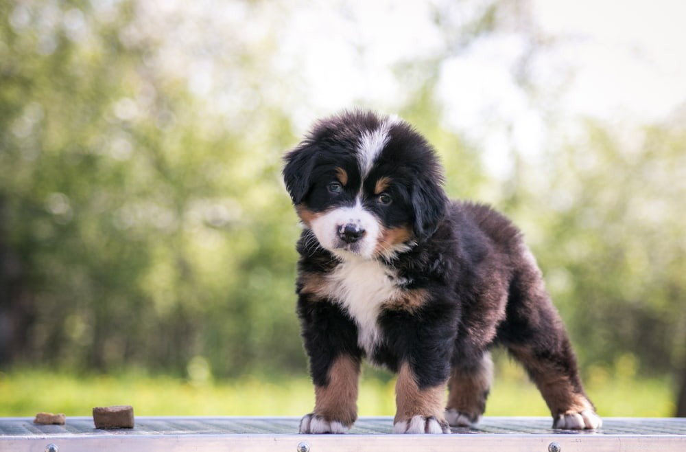 Discover the Majestic Bernese Mountain Dog: A Loyal Family Companion