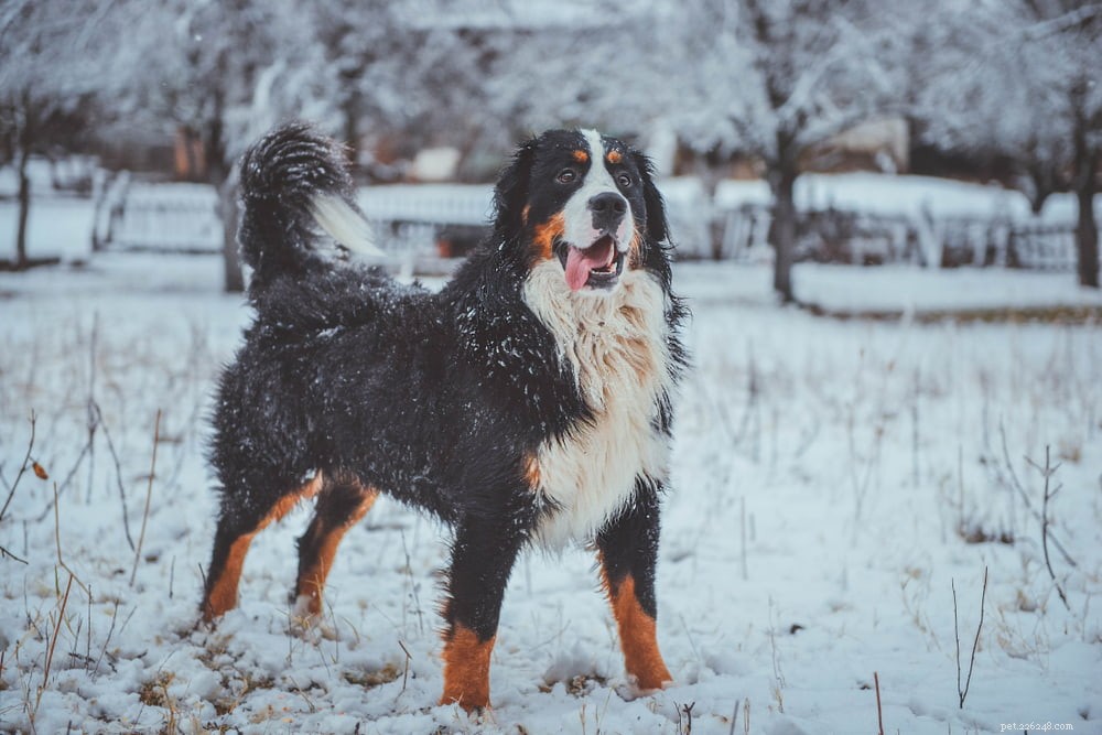 Discover the Majestic Bernese Mountain Dog: A Loyal Family Companion