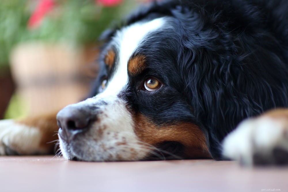 Discover the Majestic Bernese Mountain Dog: A Loyal Family Companion