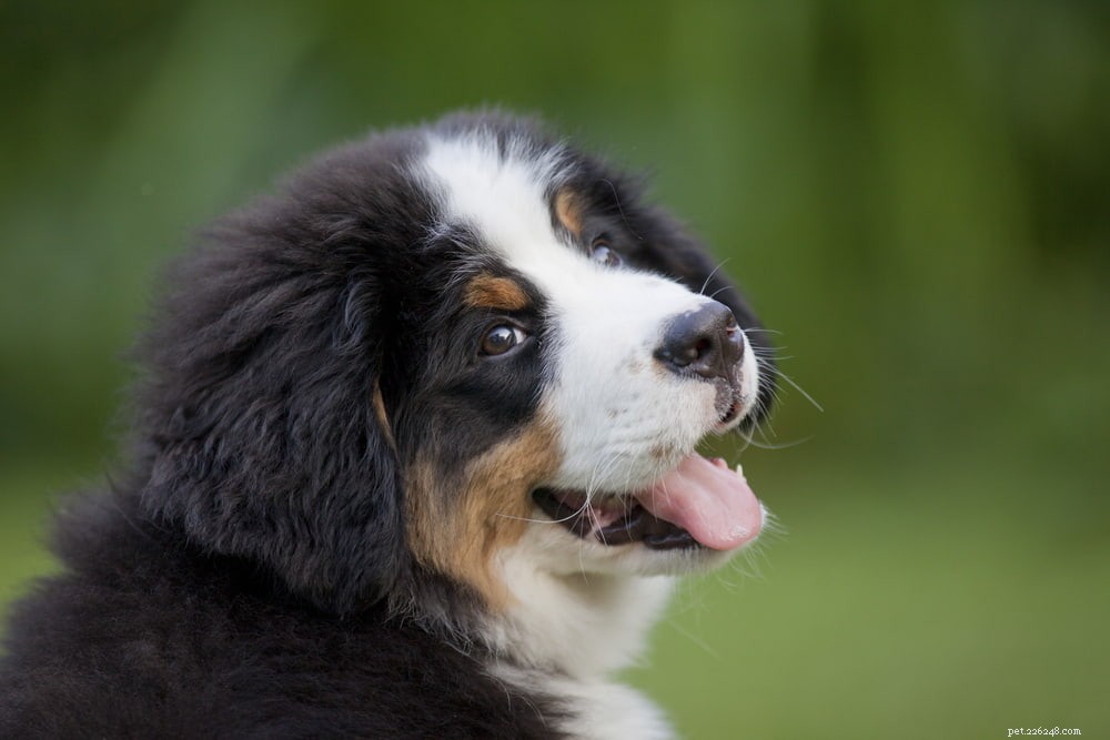 Discover the Majestic Bernese Mountain Dog: A Loyal Family Companion