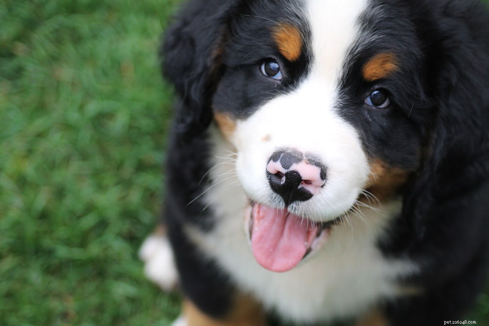 Discover the Majestic Bernese Mountain Dog: A Loyal Family Companion