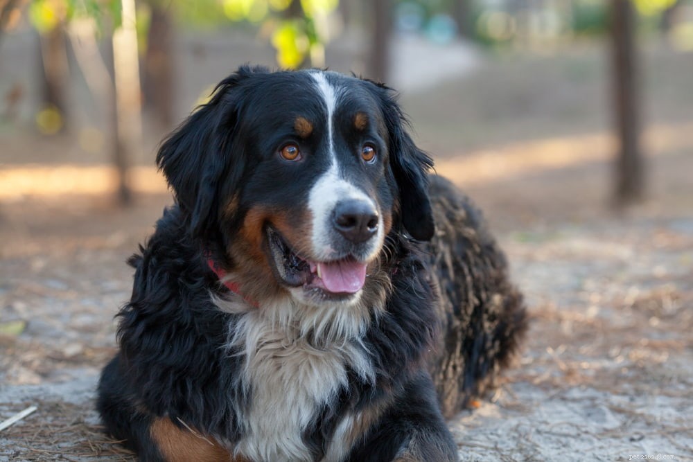 Discover the Majestic Bernese Mountain Dog: A Loyal Family Companion