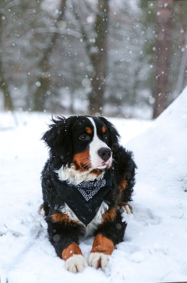 Discover the Majestic Bernese Mountain Dog: A Loyal Family Companion