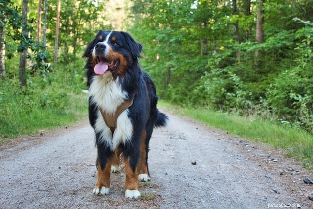Discover the Majestic Bernese Mountain Dog: A Loyal Family Companion