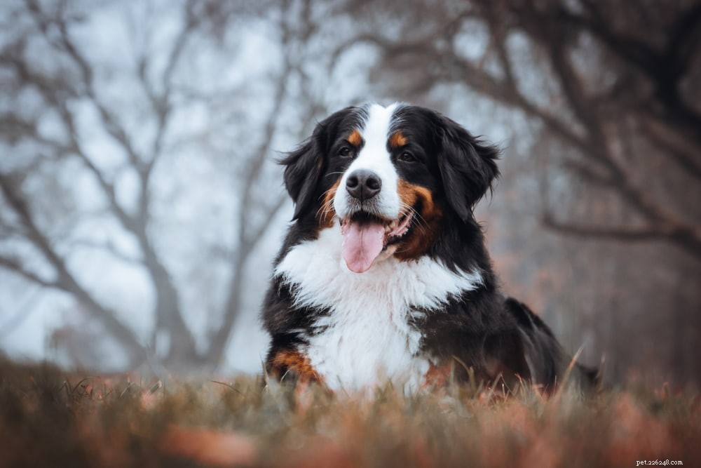 Discover the Majestic Bernese Mountain Dog: A Loyal Family Companion