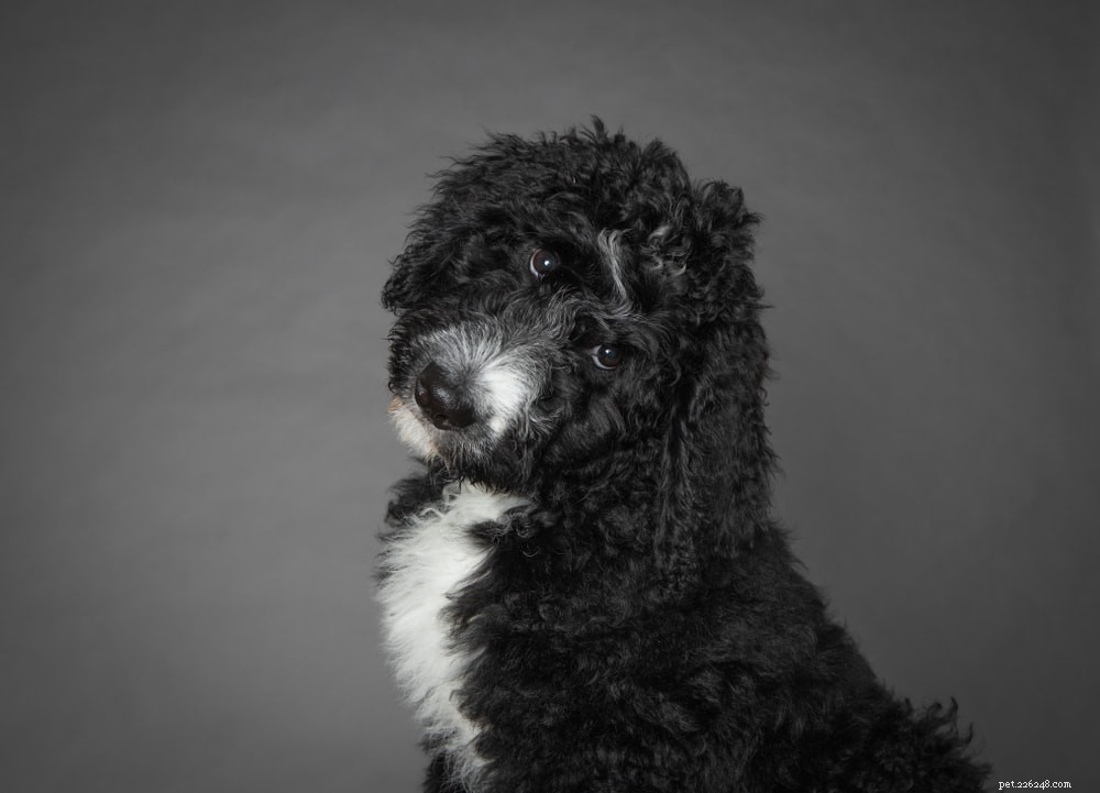 Bernedoodle: The Perfect Family Companion