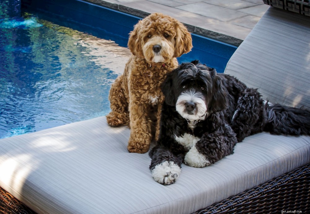Bernedoodle: The Perfect Family Companion