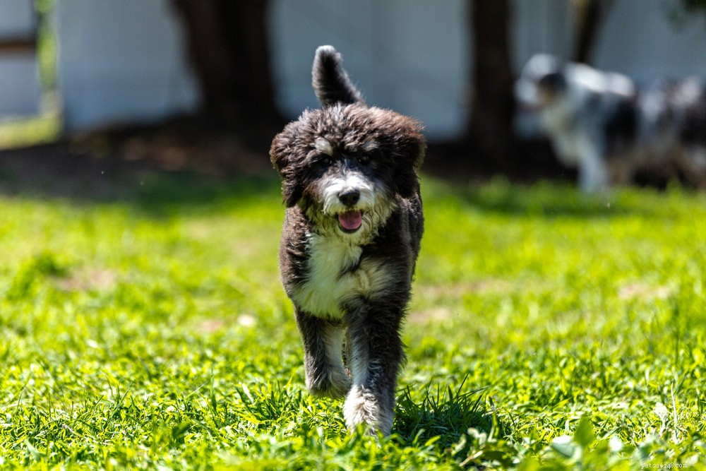 Bernedoodle: The Perfect Family Companion