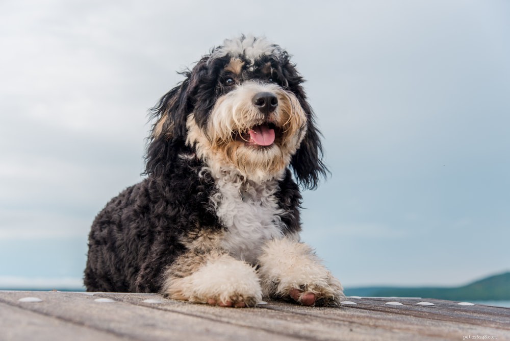 Bernedoodle: The Perfect Family Companion