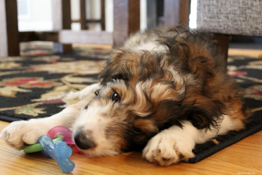 Bernedoodle: The Perfect Family Companion