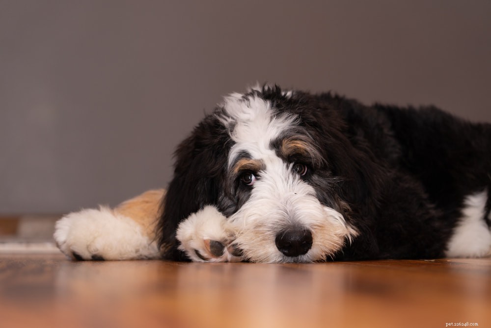 Bernedoodle: The Perfect Family Companion