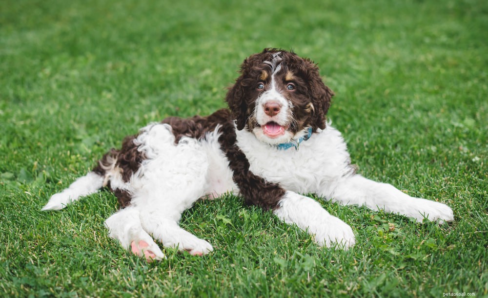 Bernedoodle: The Perfect Family Companion