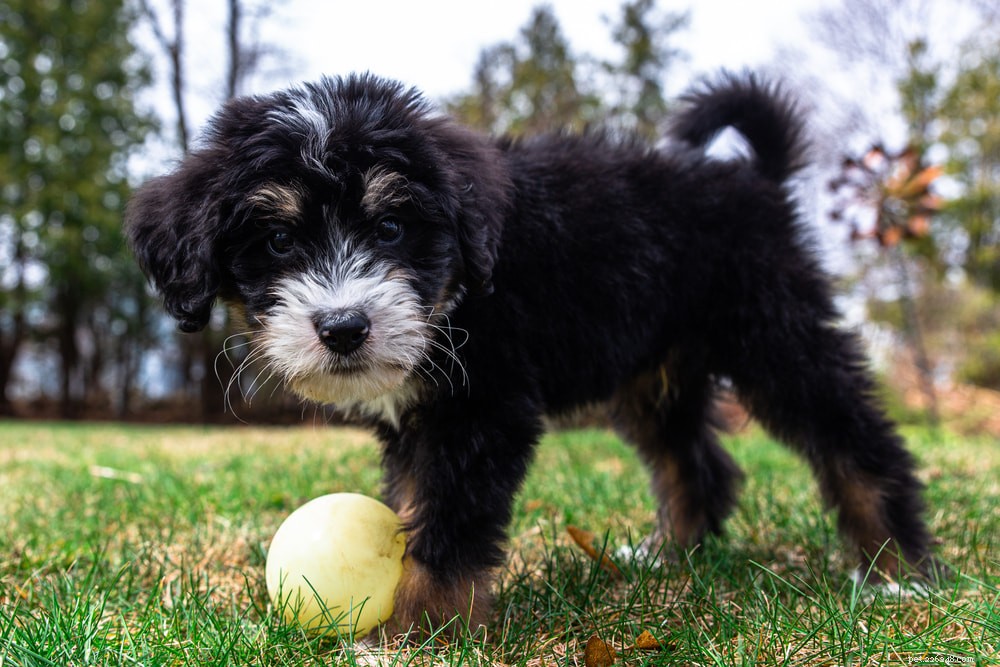 Bernedoodle: The Perfect Family Companion