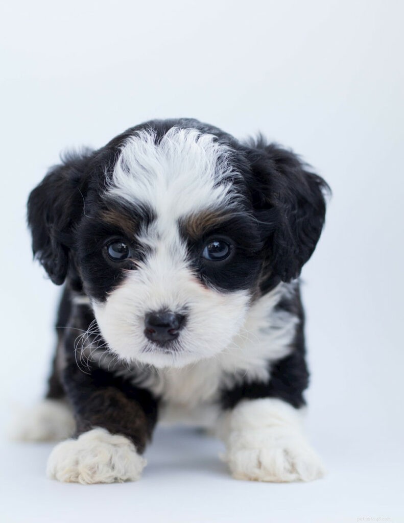 Bernedoodle: The Perfect Family Companion