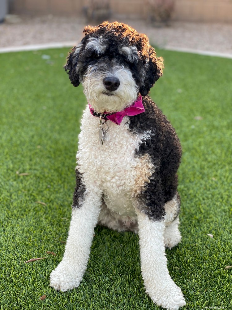 Bernedoodle: The Perfect Family Companion