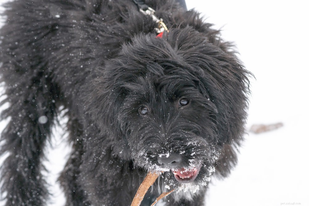 Bernedoodle: The Perfect Family Companion