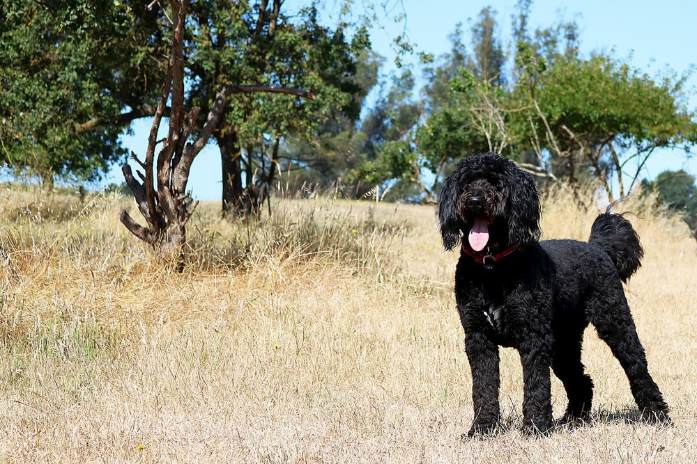 Bernedoodle: The Perfect Family Companion