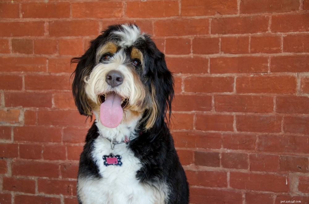 Bernedoodle: The Perfect Family Companion